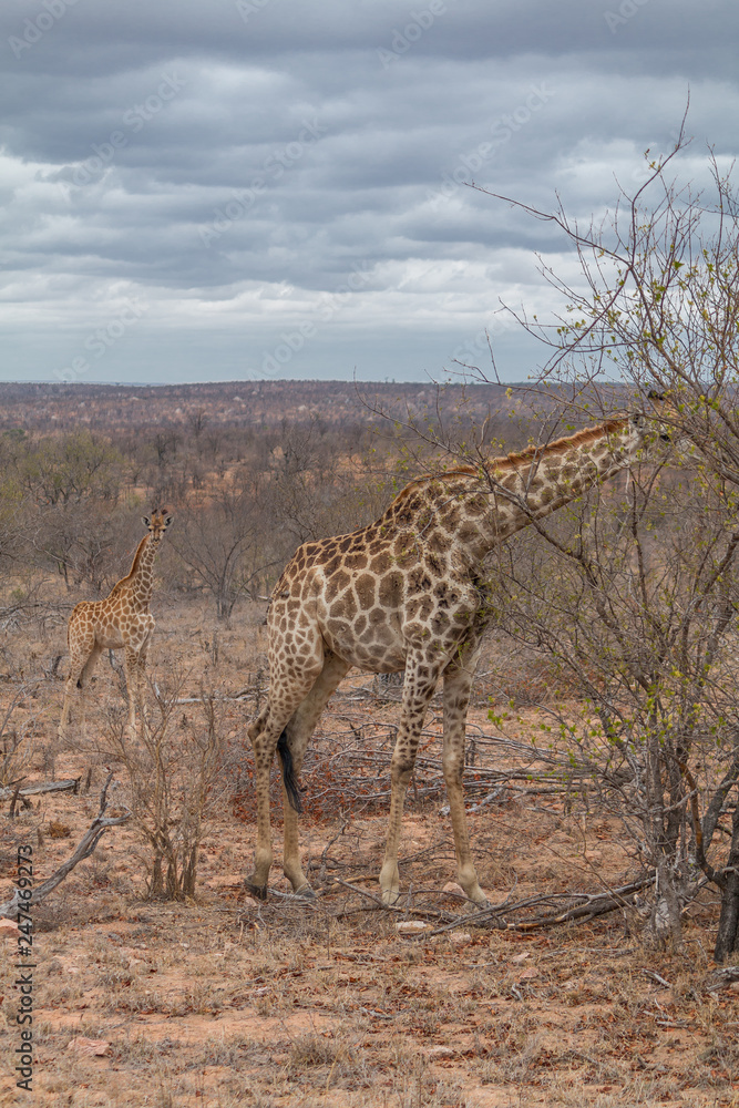 Giraffe in the Kruger National Park, South Africa Giraffe in the Kruger National Park, South Africa