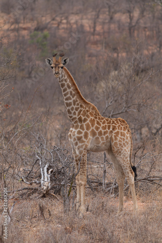 Giraffe in the Kruger National Park  South Africa