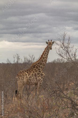 Giraffe in the Kruger National Park, South Africa