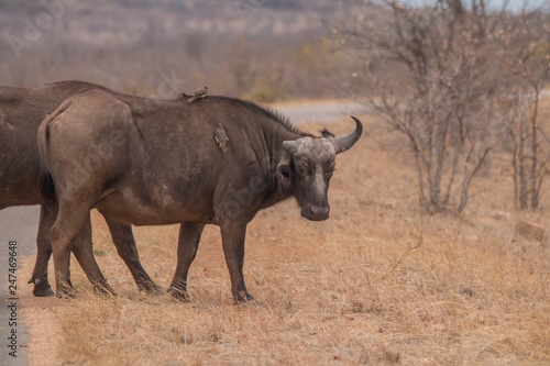 African Buffalo in the savanna  South Africa