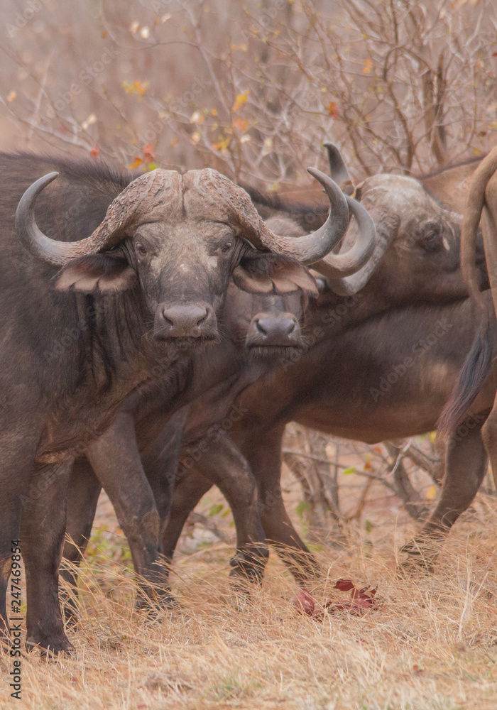 African Buffalo in the savanna, South Africa African Buffalo in the savanna, South Africa