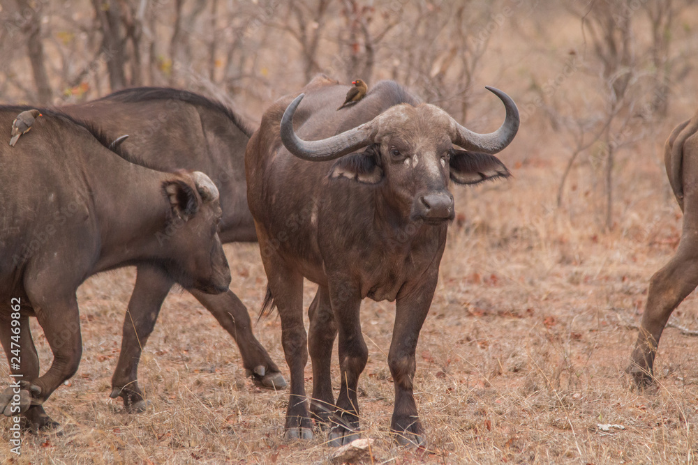 African Buffalo in the savanna, South Africa African Buffalo in the savanna, South Africa