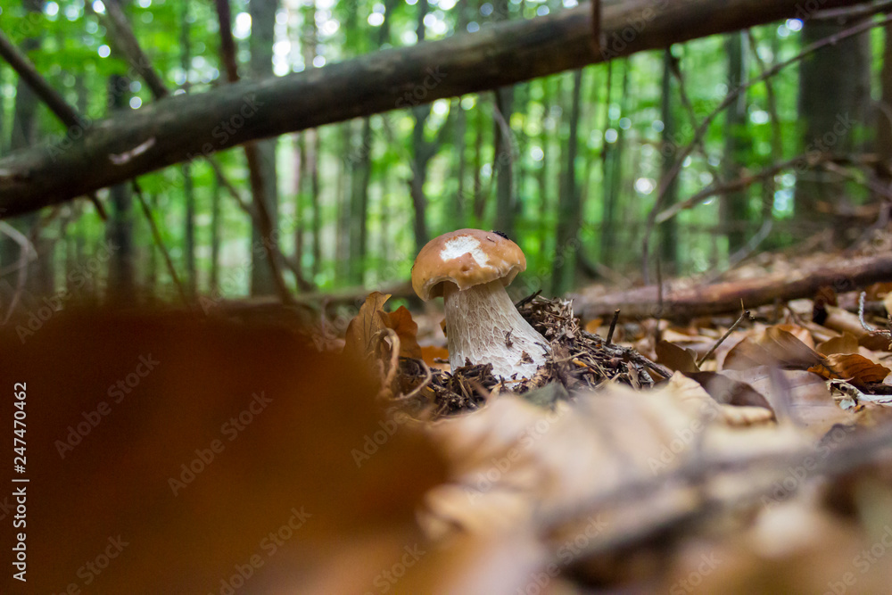 mushroom in forest mushroom in forest