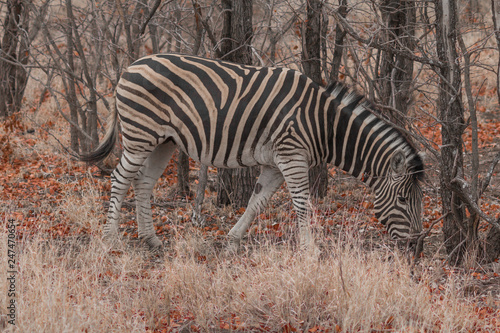 Zebras in the Kruger national park  South Africa