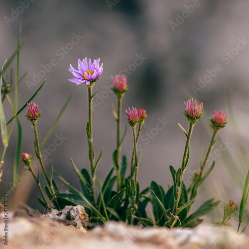 Wild flower on rock © seva_blsv