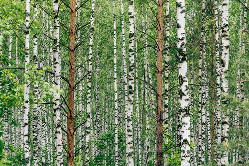 Fototapeta Naklejka Na Ścianę i Meble -  Two pine trees in birch grove
