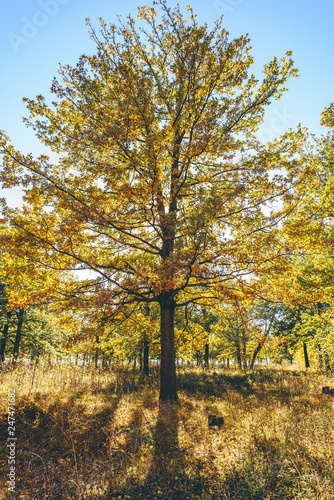 Big oak tree