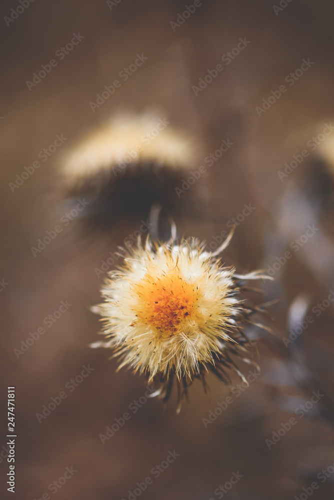 Dry thistle flower