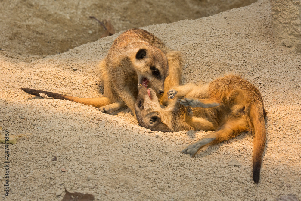 Fotografie Meerkat (Suricata suricatta).
