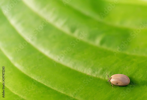 the tick of a dog lies on a green leaf photo