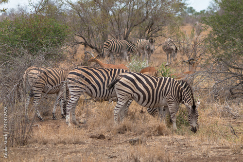 Burchells Zebra  Kruger national park  South Africa