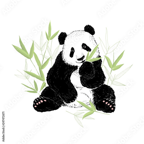 Cute panda bear eating bamboo leaves. Vector illustration isolated on white.