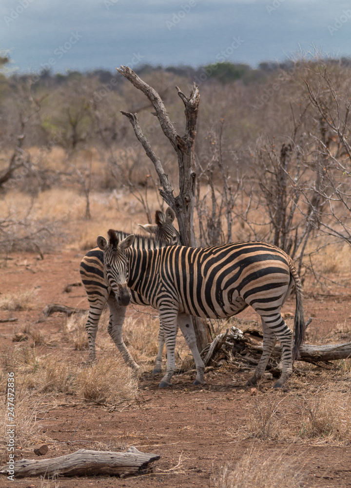 Obraz premium Burchells Zebra, Kruger national park, South Africa