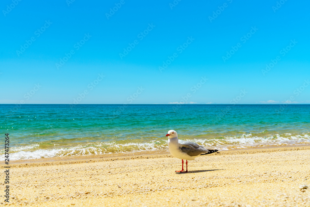 Fototapeta premium portrait of a seagull on a beach, abel tasman national park, new zealand 4