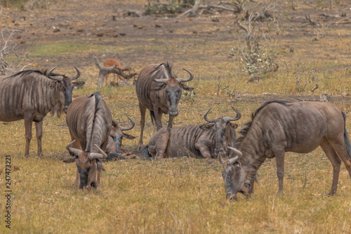 Blue Wildebeest in the grassland, Kruger national park, South africa