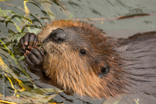 Eurasian beaver (Castor fiber) . photo