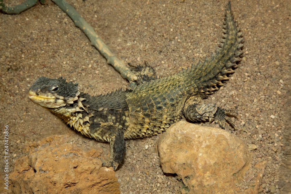 Giant Girdled Lizard