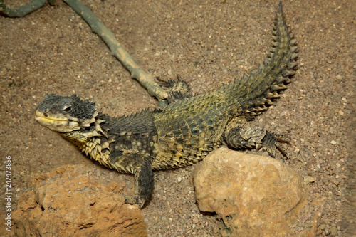 Sungazer  giant girdled lizard  giant dragon lizard  giant zonure  Smaug giganteus  syn. Cordylus giganteus .