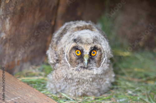 Juvenile owlet, which fell out of the nest. Shallow depth of field, closeup.