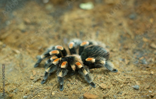 View of a Red Knee Tarantula