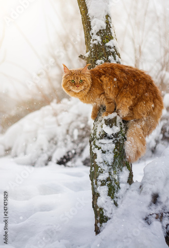 Cat on a snow-covered tree, snowfall