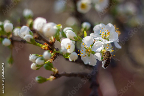 Closeup of a white plum flower with bee on a bright sunny spring day