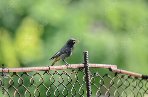 Black redstart or black redtail - Phoenicurus ochruros. Male blackstart with an insect in its beak sitting on the fence. Fauna of Ukraine. photo