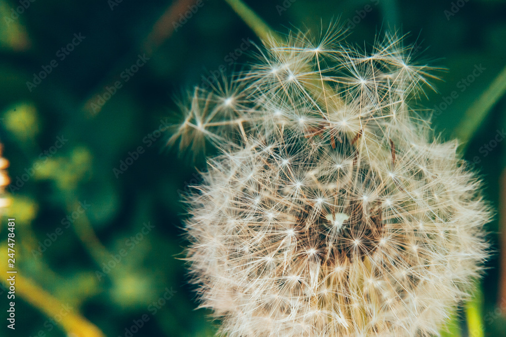 Φωτογραφία Dandelion seeds blowing in wind in summer field background
