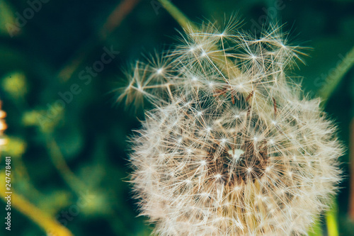Dandelion seeds blowing in wind in summer field background. Change growth movement and direction concept. Inspirational natural floral spring or summer garden or park. Ecology nature landscape