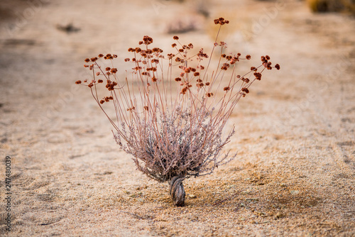 Joshua Tree National Park