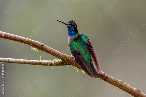 magnificent hummingbird, Eugenes fulgens, Coata Rica