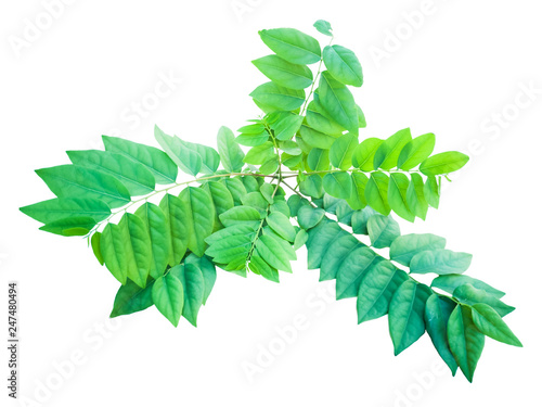 Star gooseberry leaves of tropical plants on a white background