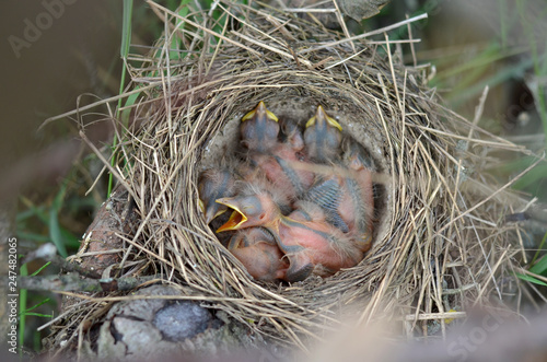 Five newborn baby birds of a Song Thrush (Turdus Philomelos) in the nest in their natural habitat. Fauna of Ukraine. Shallow depth of field, closeup.