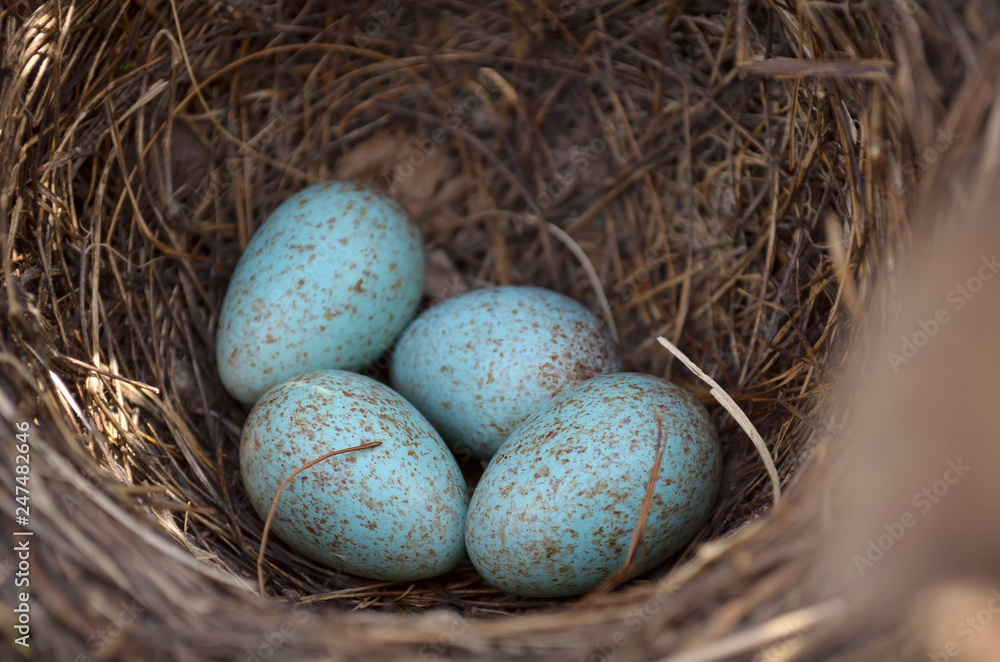 Obraz premium Eurasian blackbird's nest - Turdus Merula. Four turquoise speckled eggs in the nest of a common blackbird in their natural habitat. Fauna of Ukraine. Shallow depth of field, closeup.