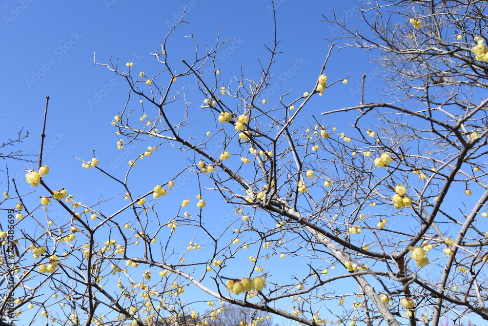 The spring scent Wintersweet is in full bloom The spring scent Wintersweet is in full bloom