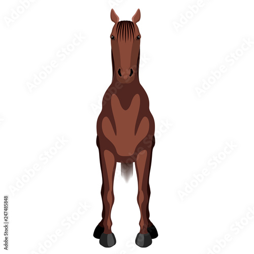 Front view of a horse. Vector illustration design