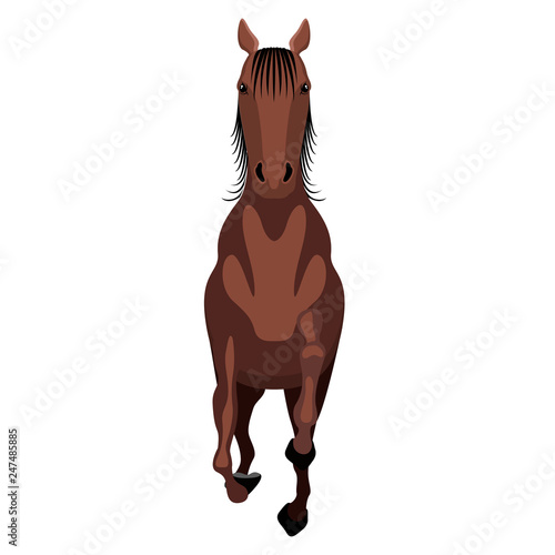 Front view of a horse. Vector illustration design