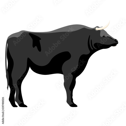 Isolated cute bull image. Vector illustration design