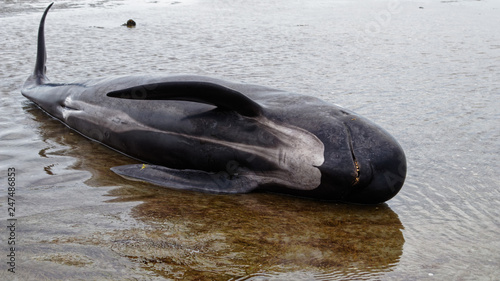 Dead pilot whale on Farewell Spit, New Zealand's South Island. photo