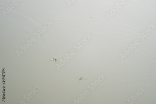 Water spiders on the water © panyawatt