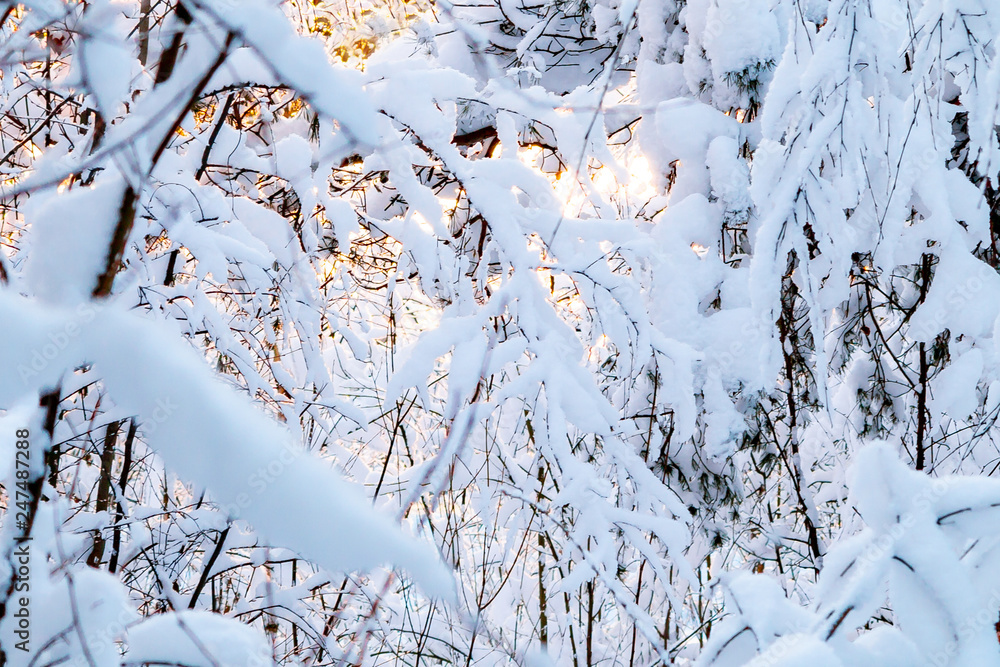 Beautiful winter landscape. Snow-covered branches of bushes in the light of sunset, can be used as a background or texture