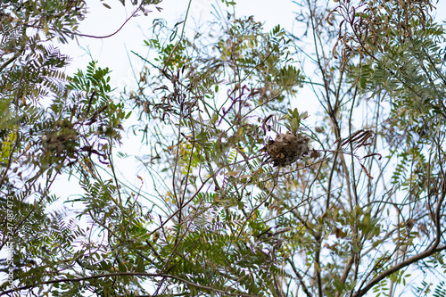 Beautiful leaves and branches © panyawatt