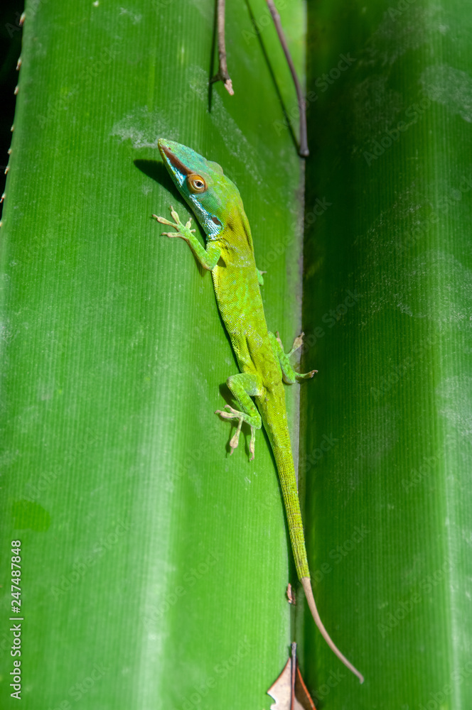 Fototapeta premium Allison's Anole on a Leaf