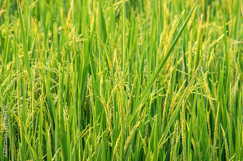 Water drops on the leaves of rice in the field and is soon up to the seed harvest.
