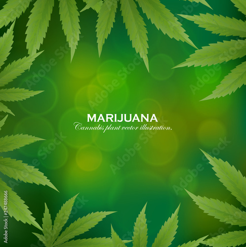 Marijuana plant and cannabis on green backgrounds.