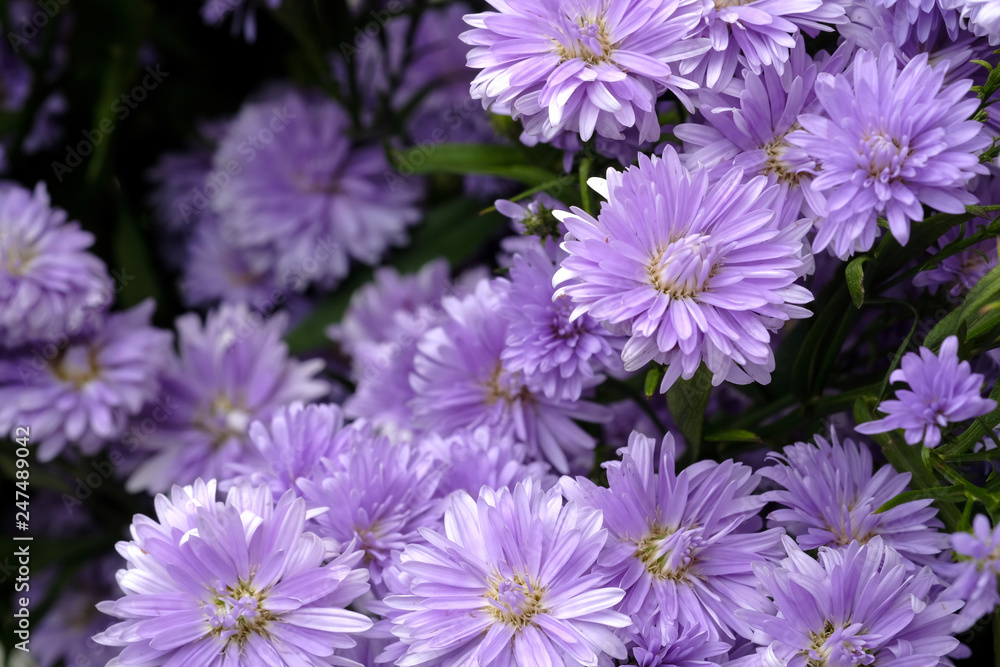 Beautiful purple flowers Beautiful purple flowers