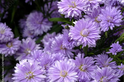 Beautiful purple flowers