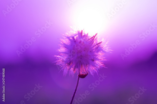 Purple flowers with sun light. Soft focus
