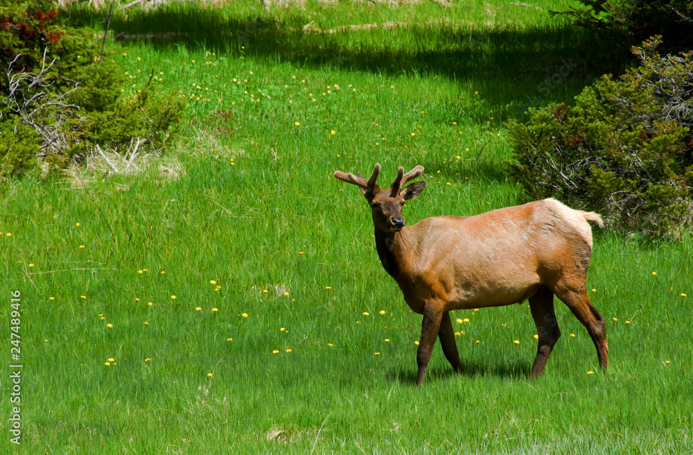Spring Elk in Yellowstone Spring Elk in Yellowstone
