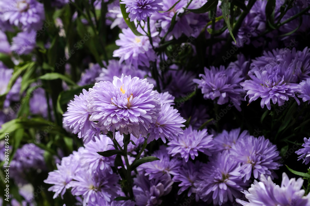 Fototapeta premium Beautiful purple flowers